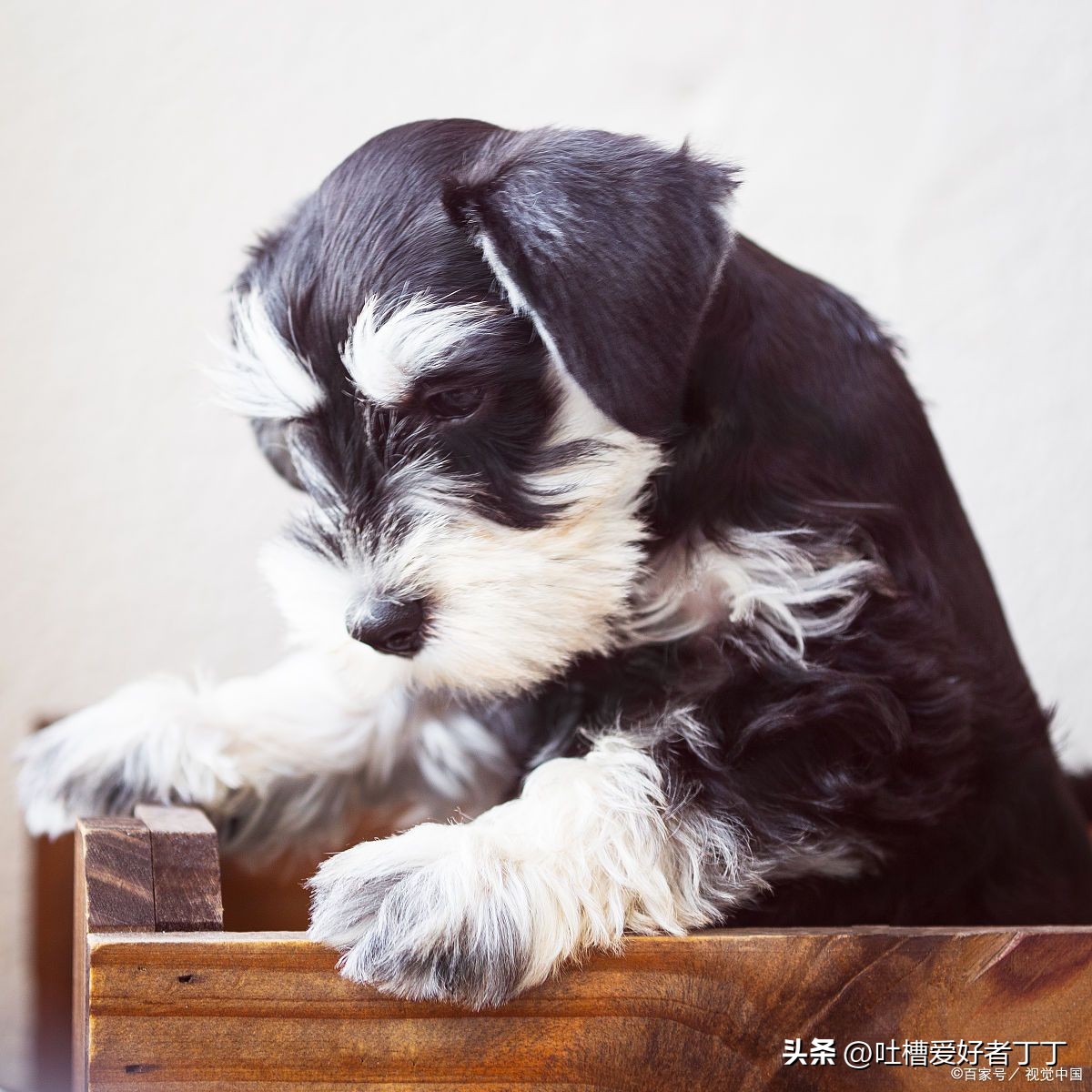 小狗尾巴掉毛秃了怎么解决,小狗身上长癣掉毛怎么办