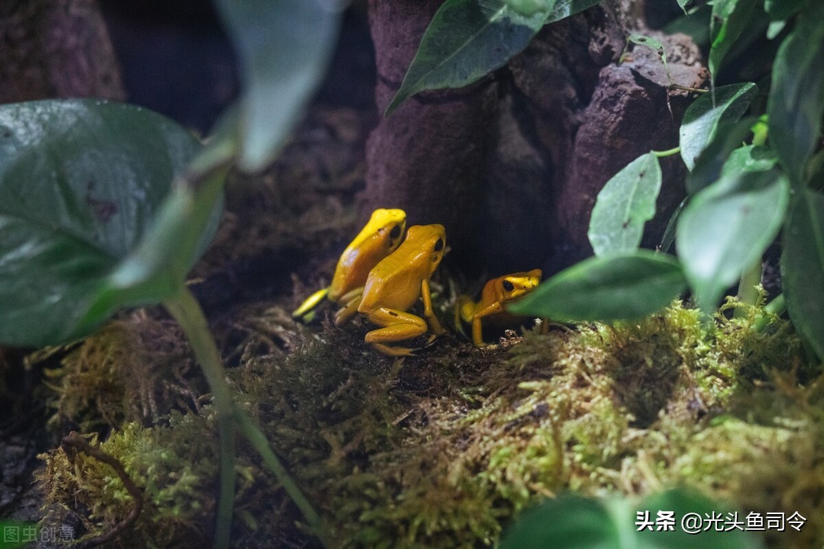 亚马逊河为什么被称为人类禁区,亚马逊河到底有多可怕