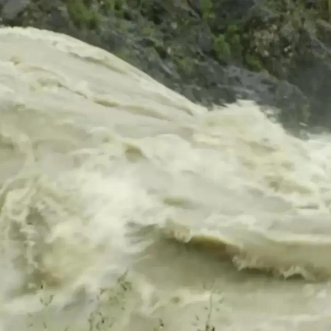 山地果园种林下参合法吗,山林地出租种林下参多少钱一亩