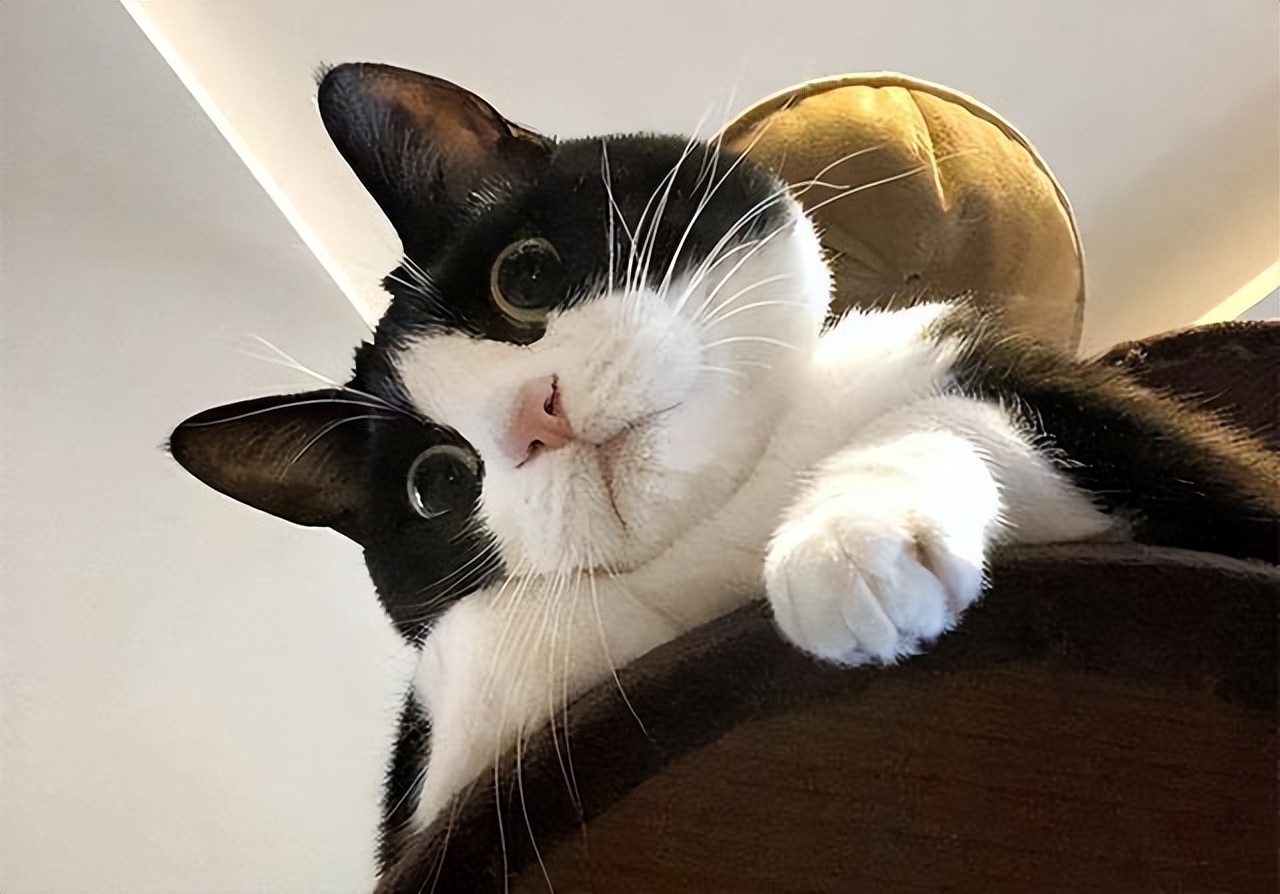 弃养率第二高的品种猫,弃养的猫比野生的猫多吗