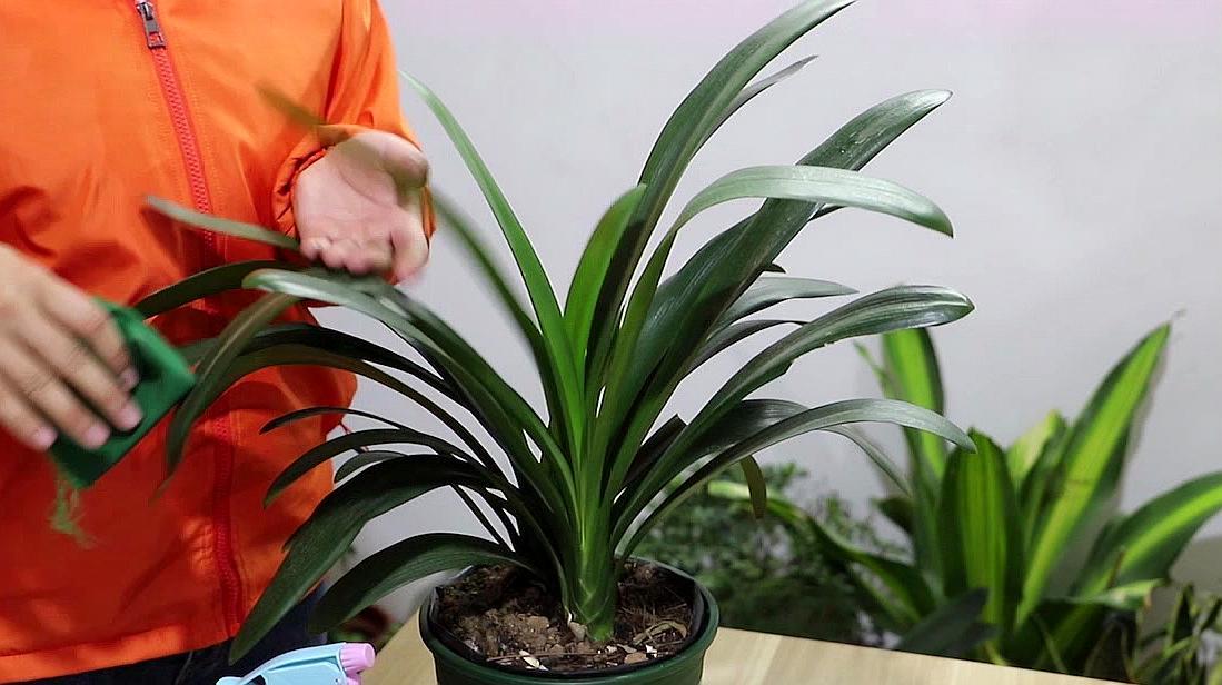 君子兰催花期可以用花多多12号吗,君子兰催花用什么最好养