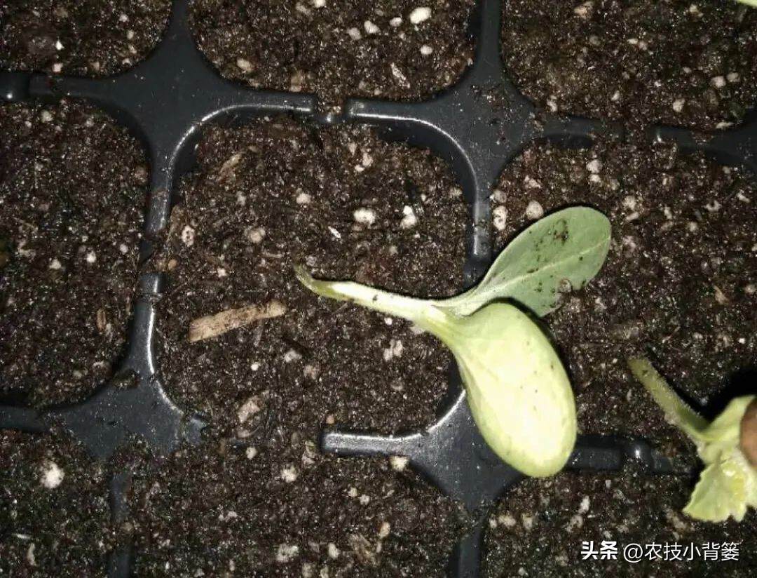 什么杀菌剂有控旺的功效,治死苗烂根最好的杀菌剂是