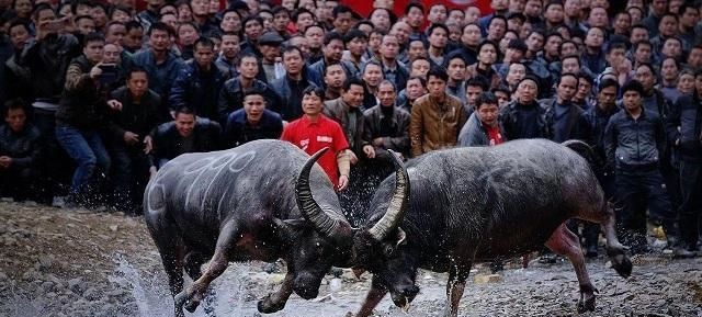 贵州牛王出战三江,牛王昆山所有视频