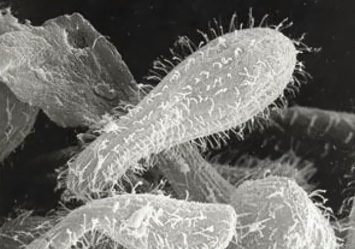 母猴怀孕饲养员背黑锅,日本母猴突然产子