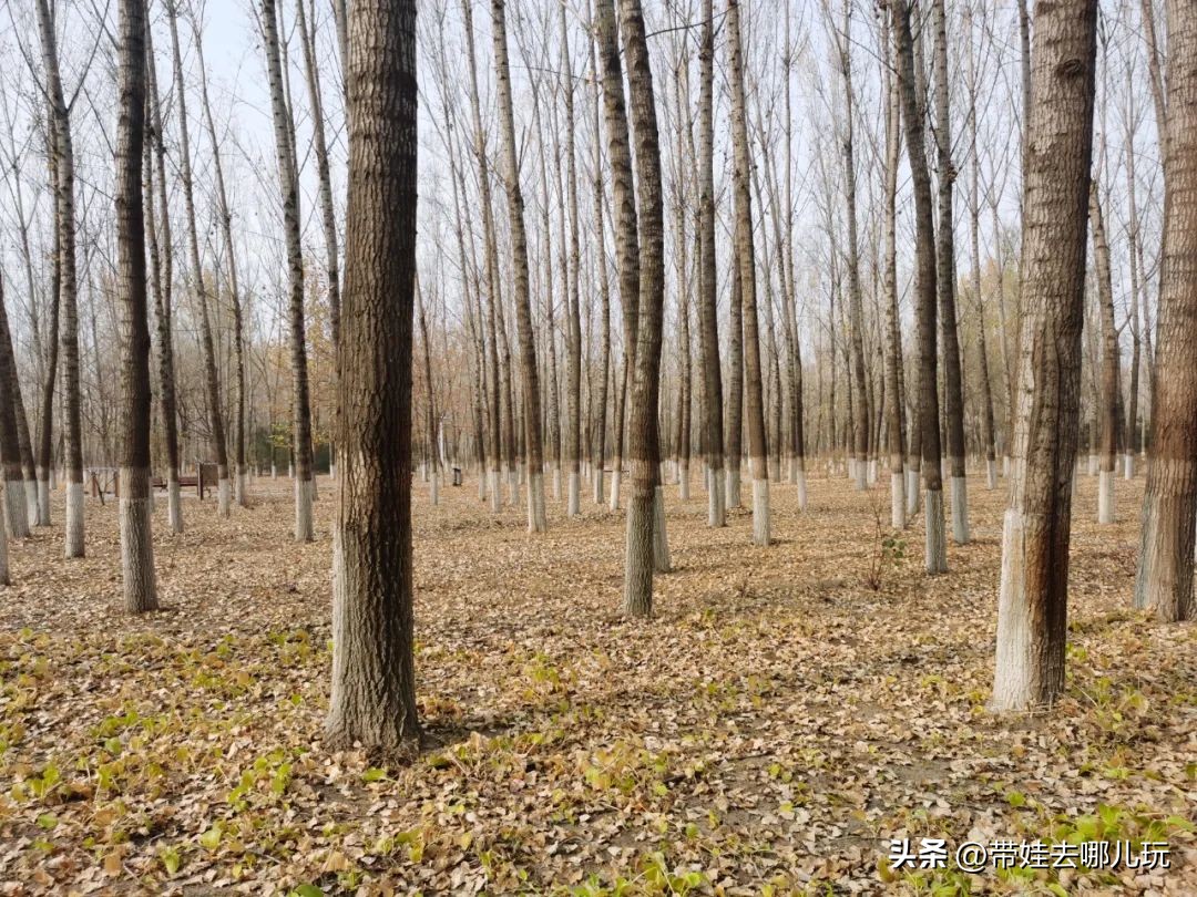 在森林公园里玩耍,中国可以骑行的森林公园