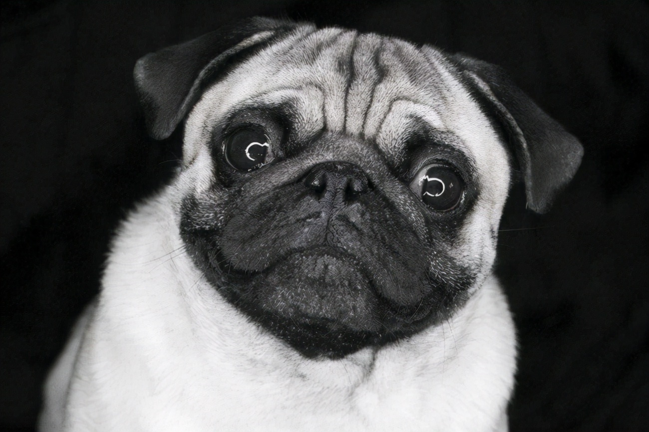 巴哥犬身上起疙瘩痒用什么药,巴哥犬发臭怎么办