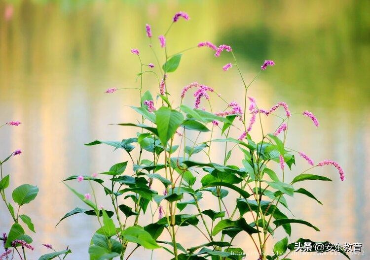 狼尾草的形态特征,狗尾巴草的品种及图片