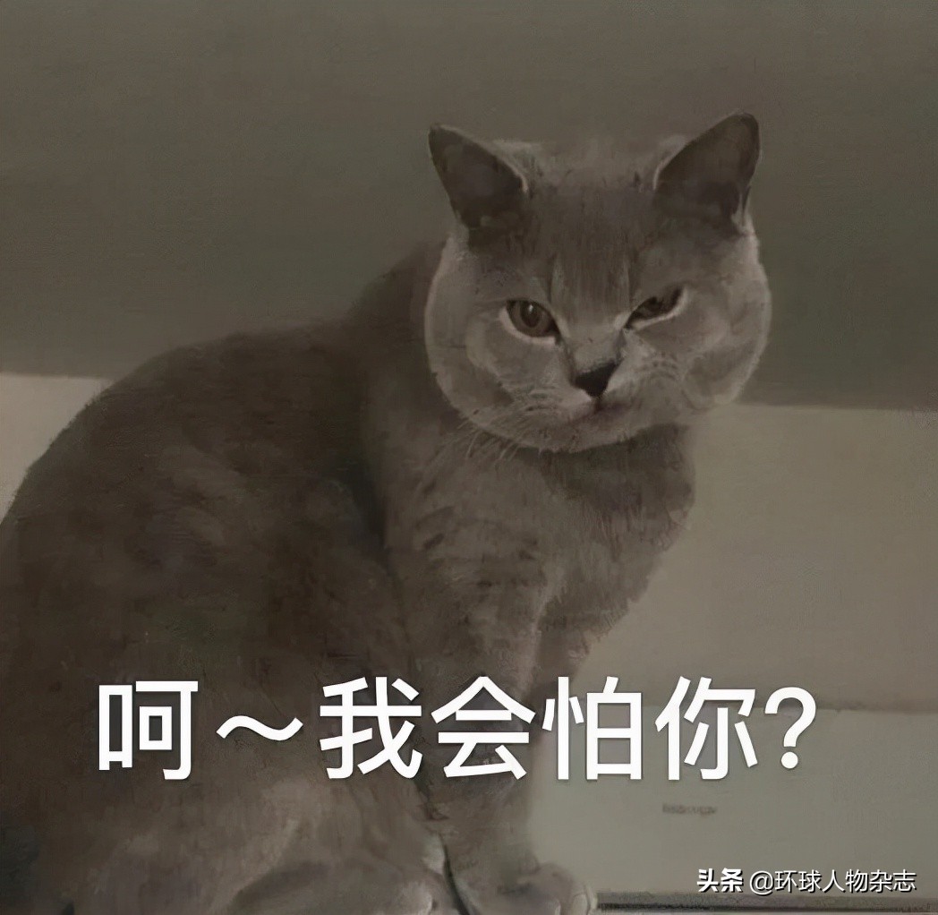 猫咪被惩罚了一直叫,俄罗斯猫被制裁是怎么回事