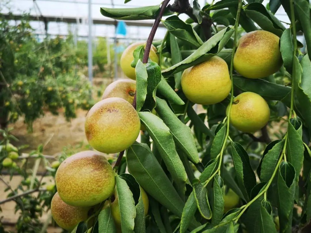 一年赚200亿的百果园盈利模式解析,创业开一家百果园一年收入多少