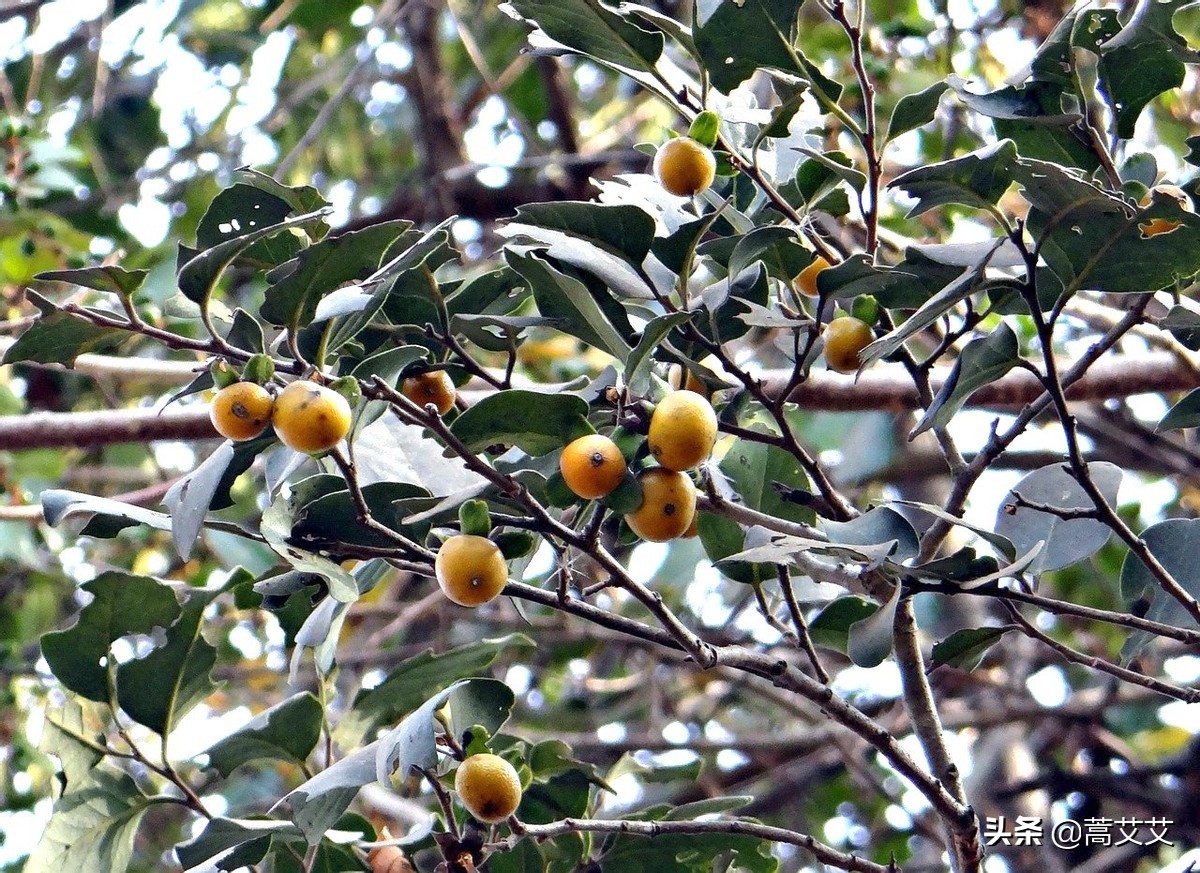 哈利波特全魔杖,哈利波特十大最强魔杖图片