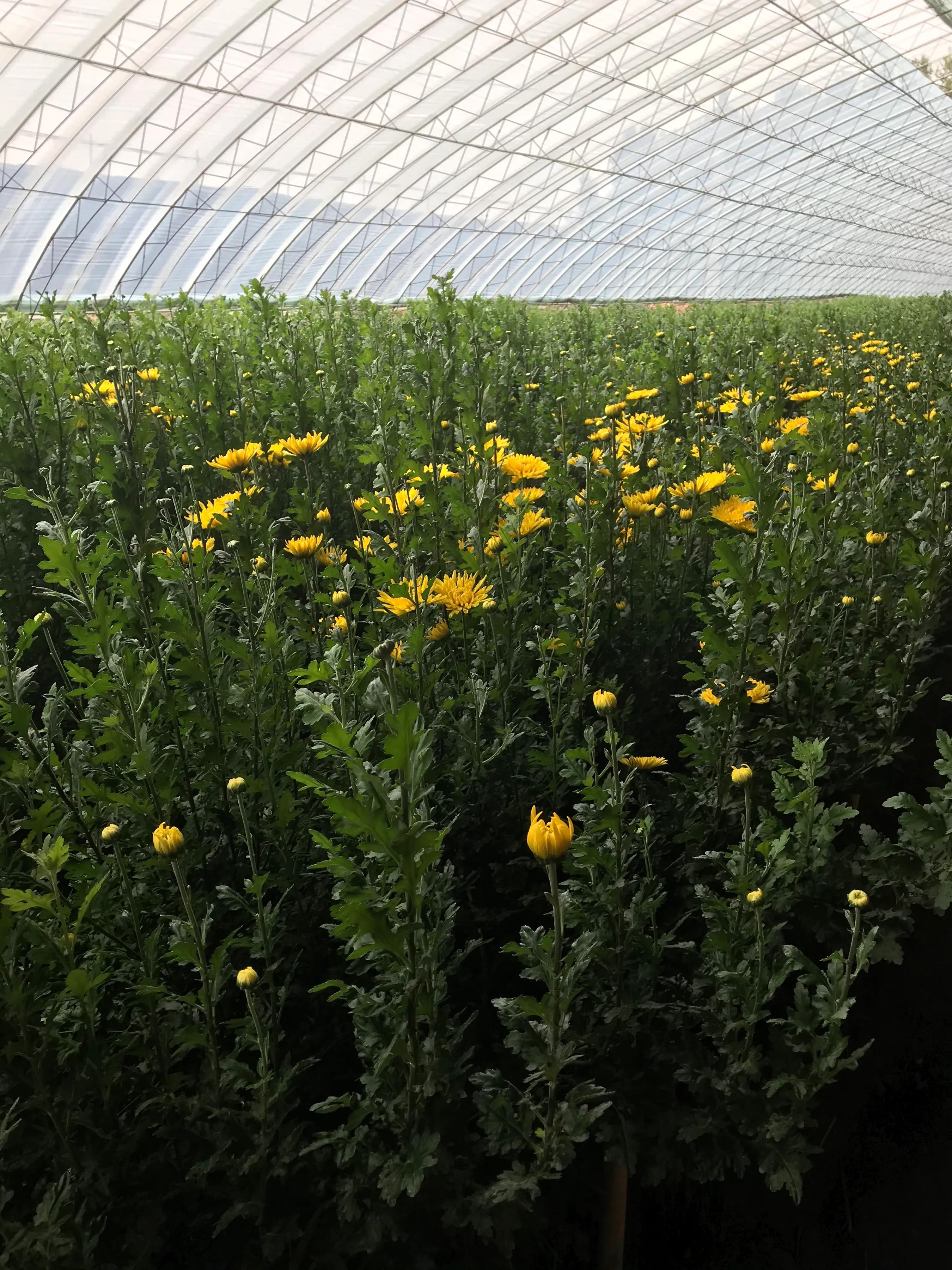 丹东草莓罐头,丹东草莓直播