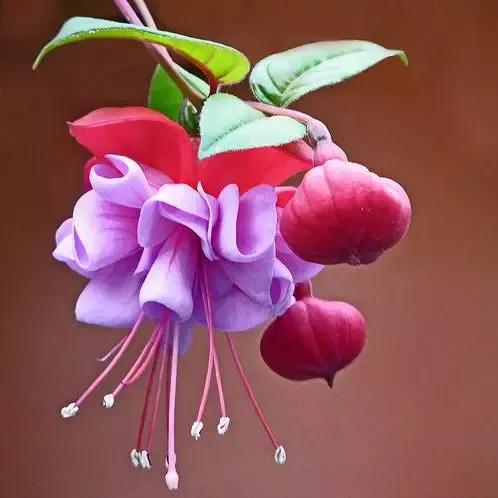 美丽的花倒挂金钟,美丽的倒挂金钟花图片