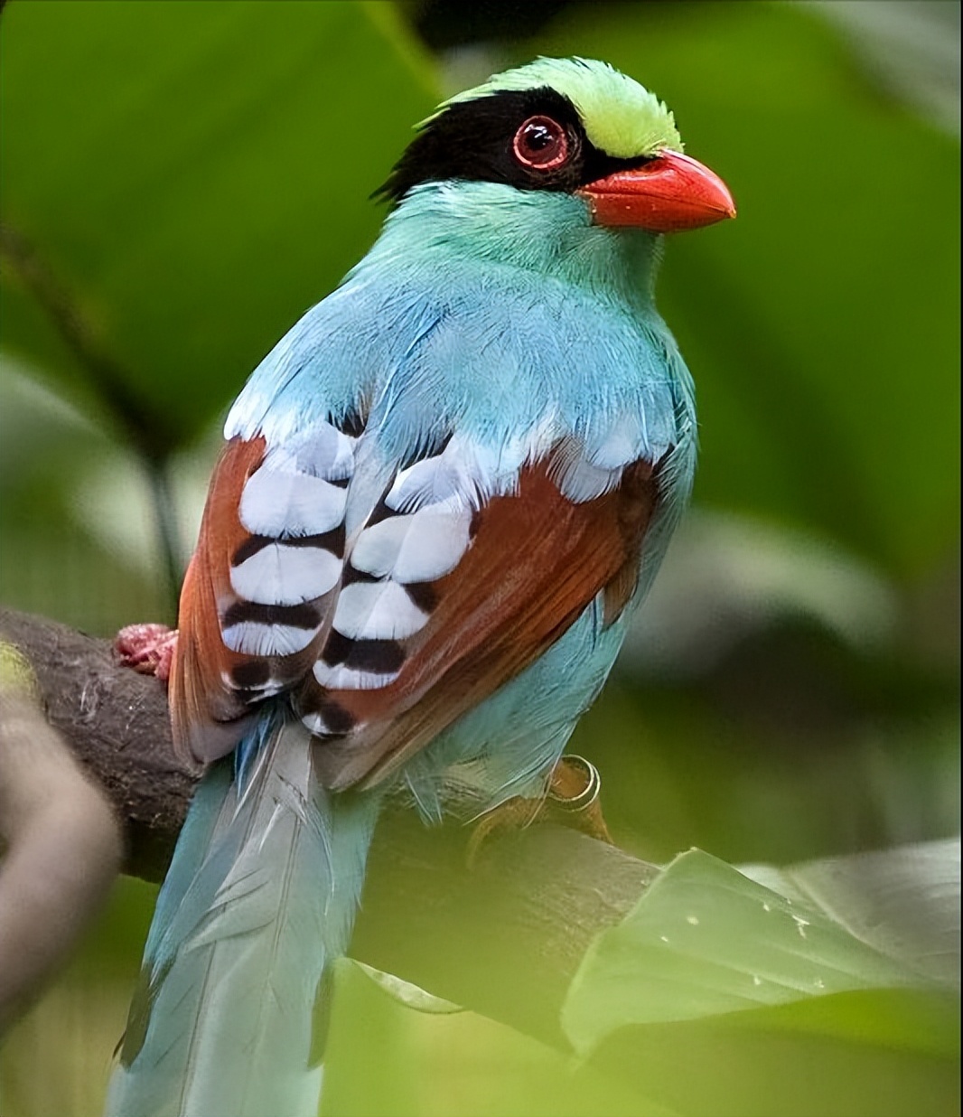 鸟儿大全高清图,高清珍稀鸟动态图片大全