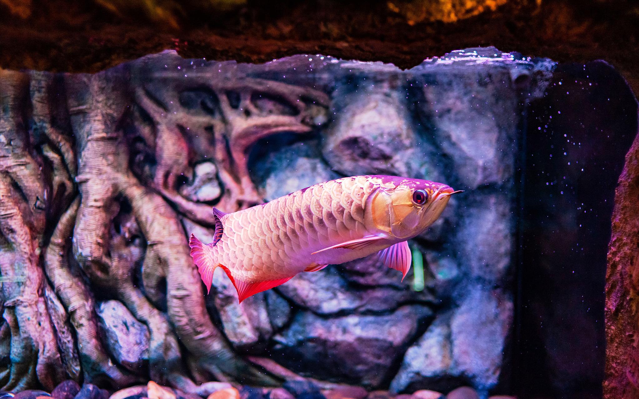 新龙鱼下缸缩鳍缩尾怎么调状态,龙鱼缩鳍是紧张还是不紧张