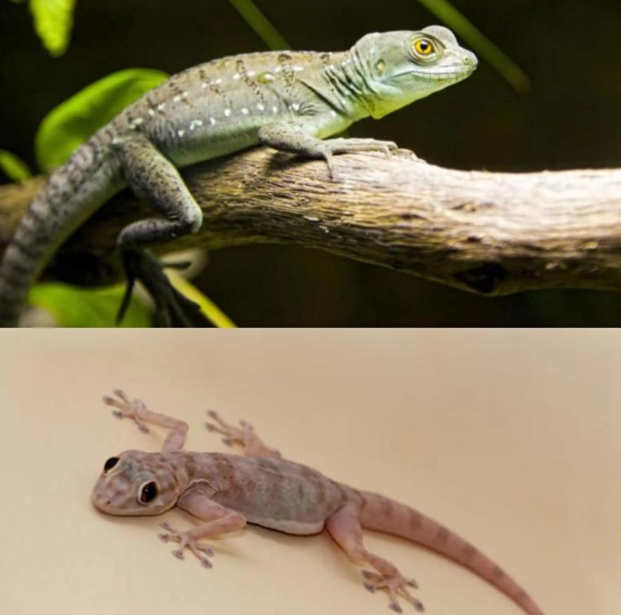 壁虎可怕,壁虎很可怕