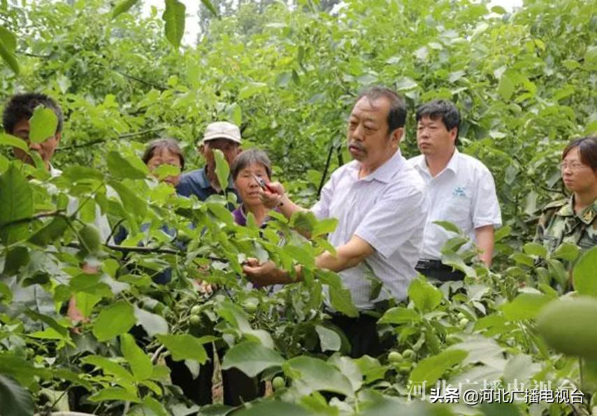 太行山上的红苹果,太行山上红苹果