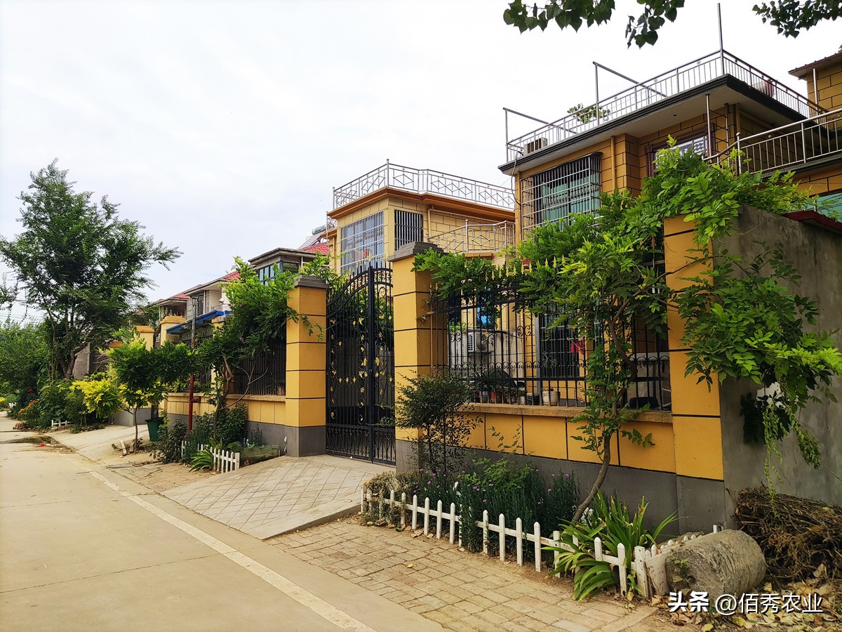 树林除杂草用什么除草剂最好,除庭院杂草用什么农药最好