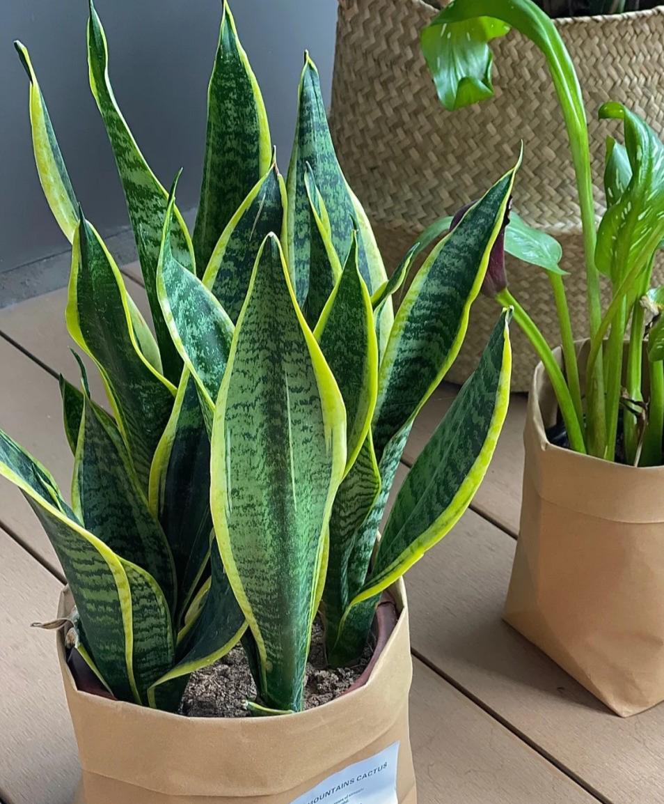 家庭客厅养什么花好看又旺财,客厅最吉祥的三种花