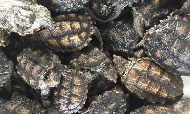 鳄龟养殖方法和注意什么,鳄龟苗子深水饲养方法