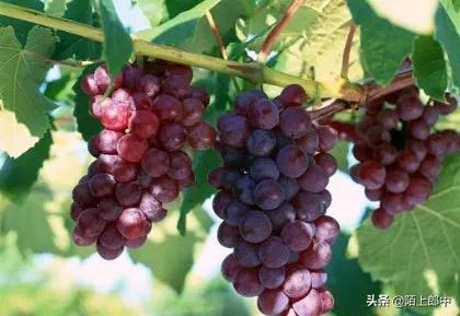 孕妇地中海贫血补血食谱大全,轻微地中海贫血怎么补血孕妇