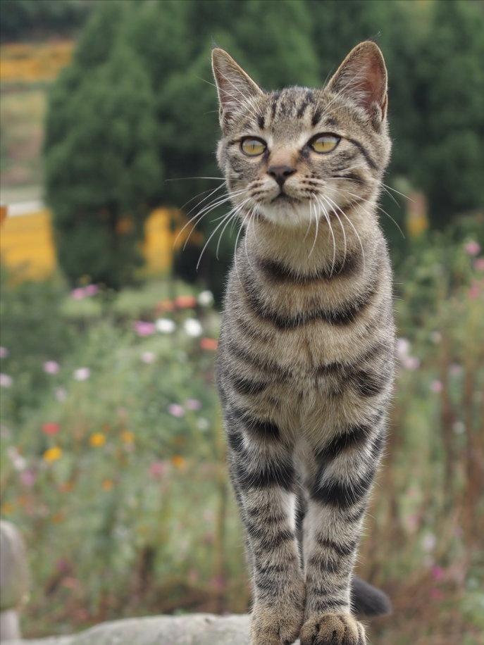 三种被全世界禁养的猫你知道几个,五种被禁养的猫