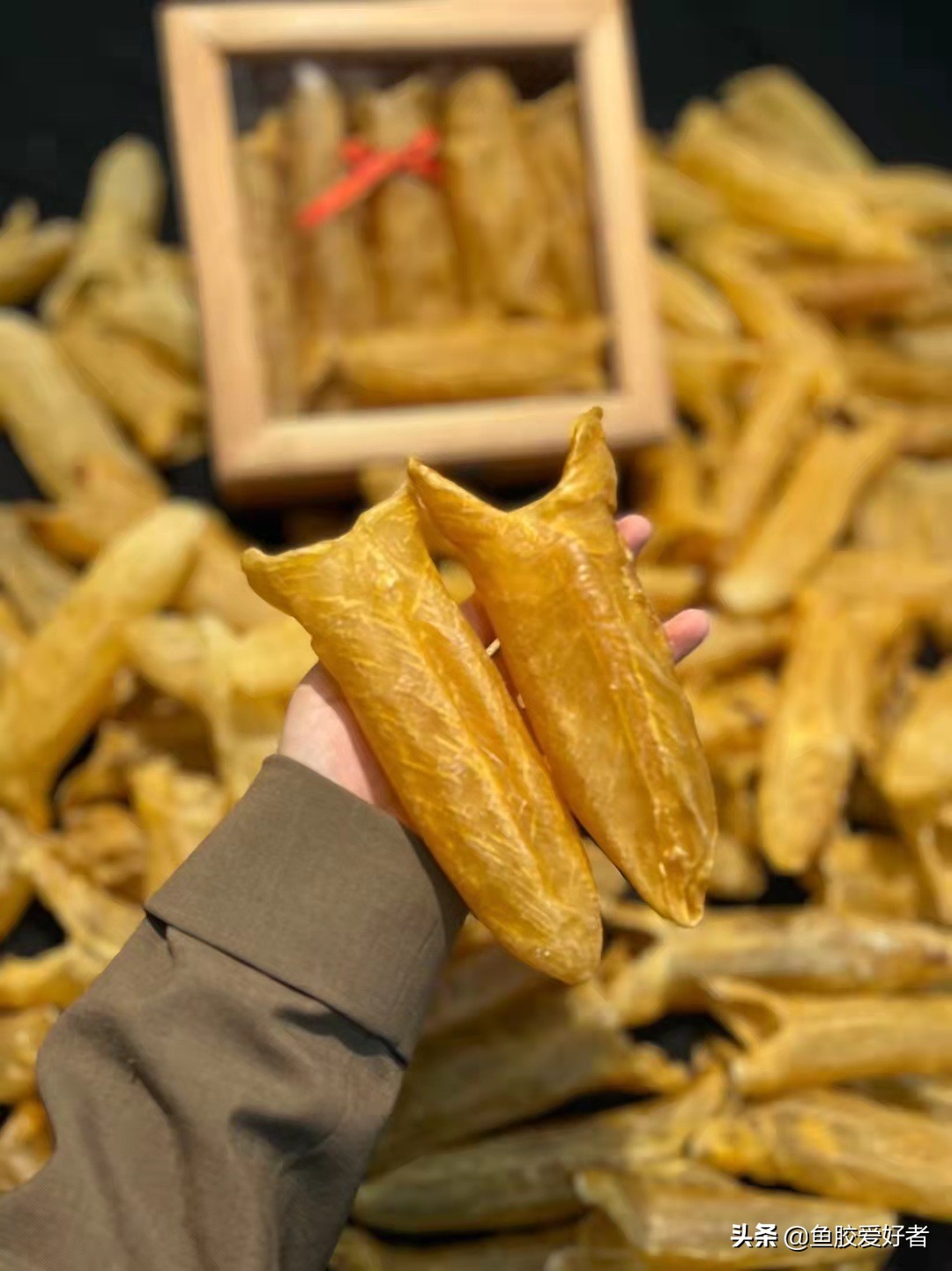 买哪种鱼胶值得收藏,不建议入手的鱼胶