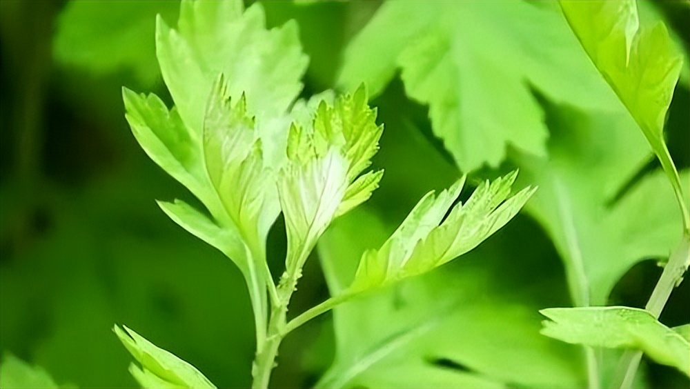 中国地理标志农产品品牌展播,洛阳十大农产品品牌排行榜