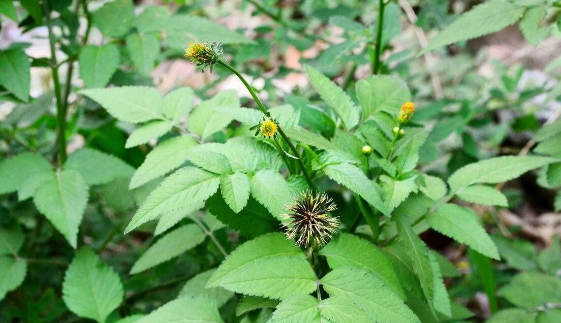 路边常见的这种野草,旱地里生长的这种带刺野草