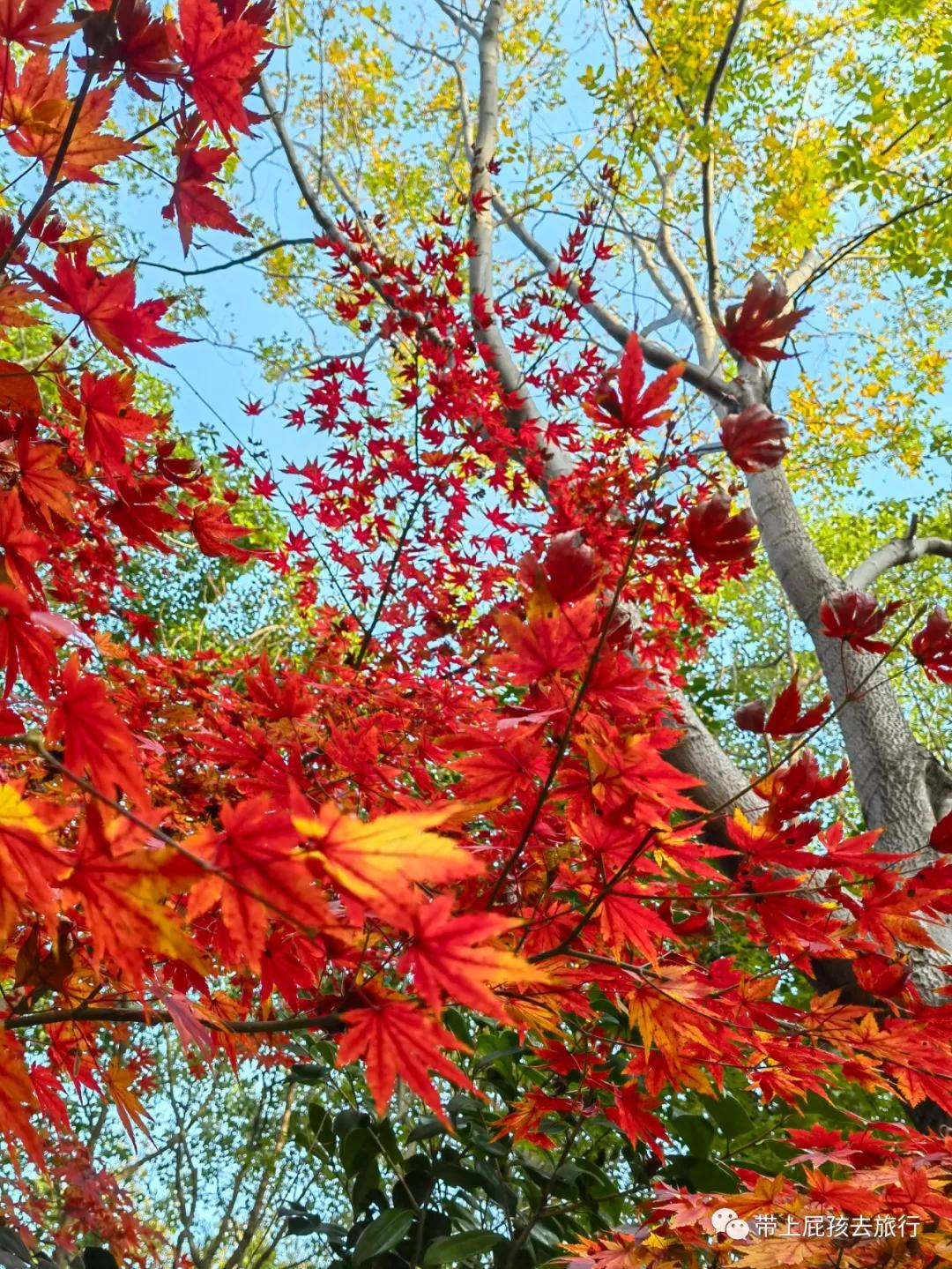 上海超火的日式私汤温泉酒店,上海日式温泉度假