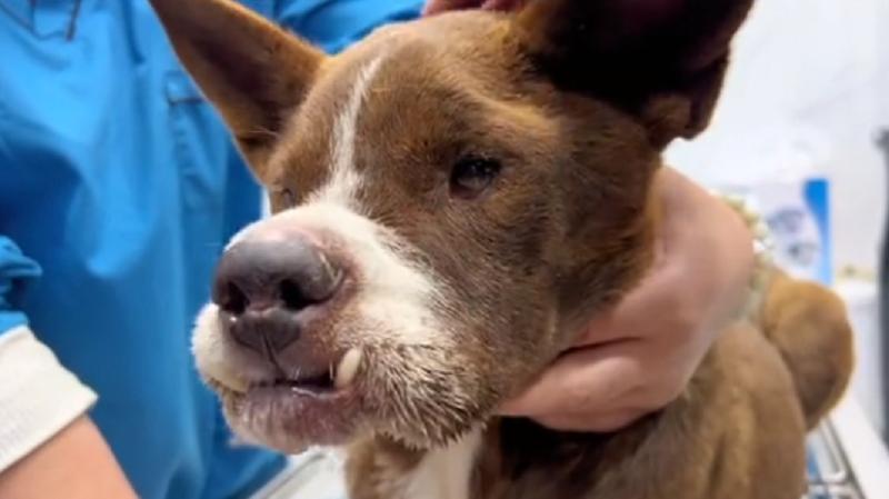 上颚烂空，把树叶当食物，它还在等着，可它的主人却早已将它抛弃