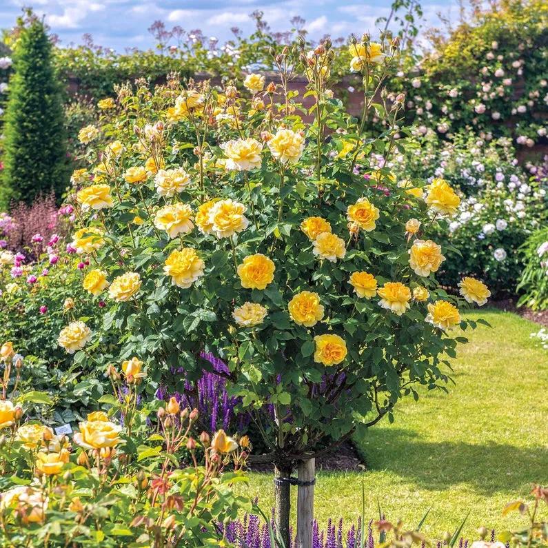 莫林爱尔兰奶油,莫林纽克斯在哪买