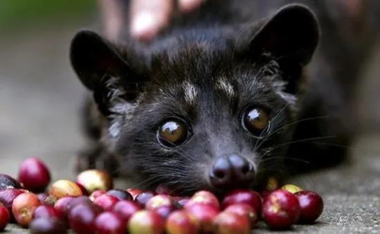 猫屎咖啡是不是真的猫屎,猫屎咖啡是真正的猫屎做的吗