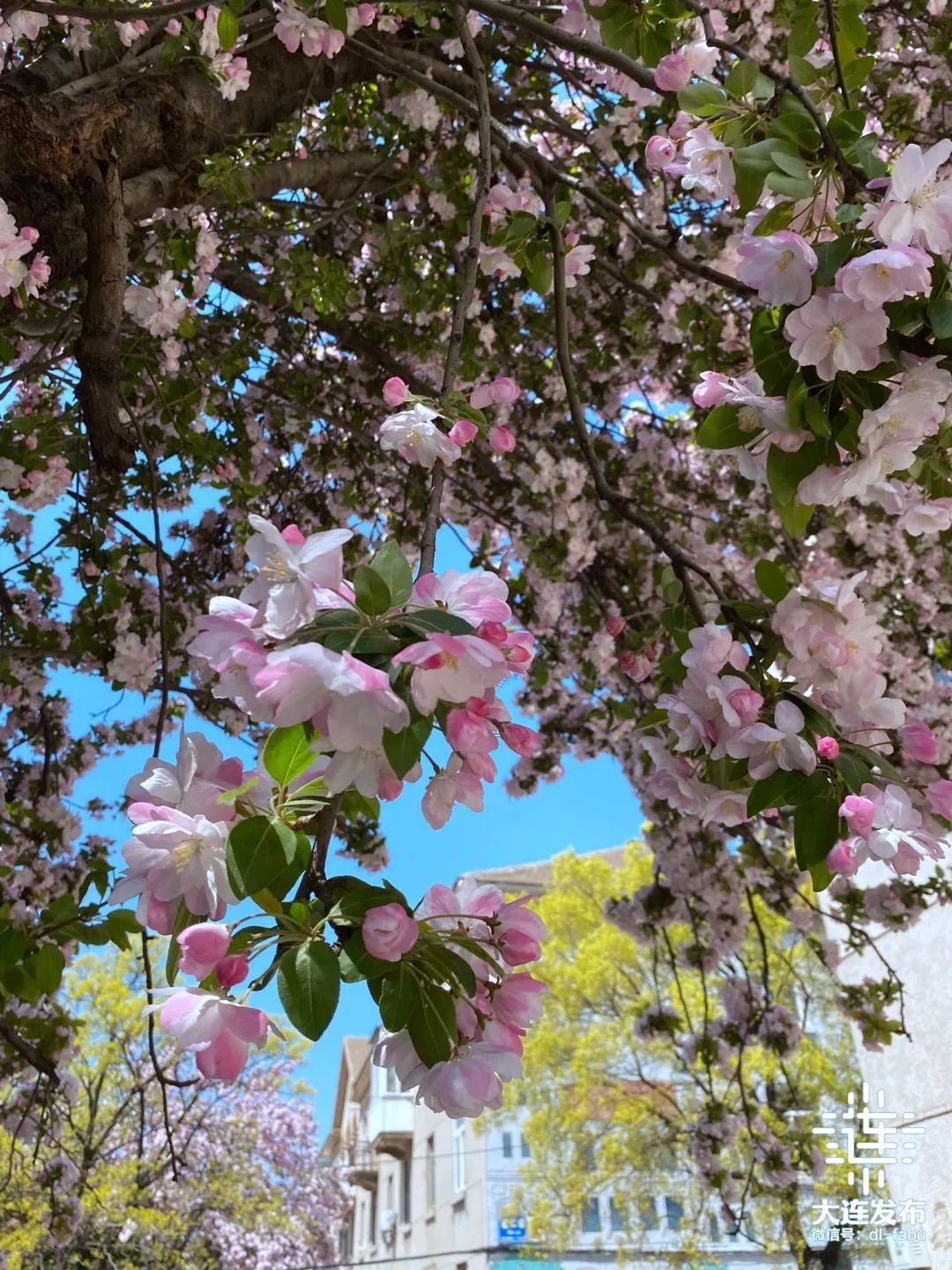 漫步大连,又是被“圈粉”的一天