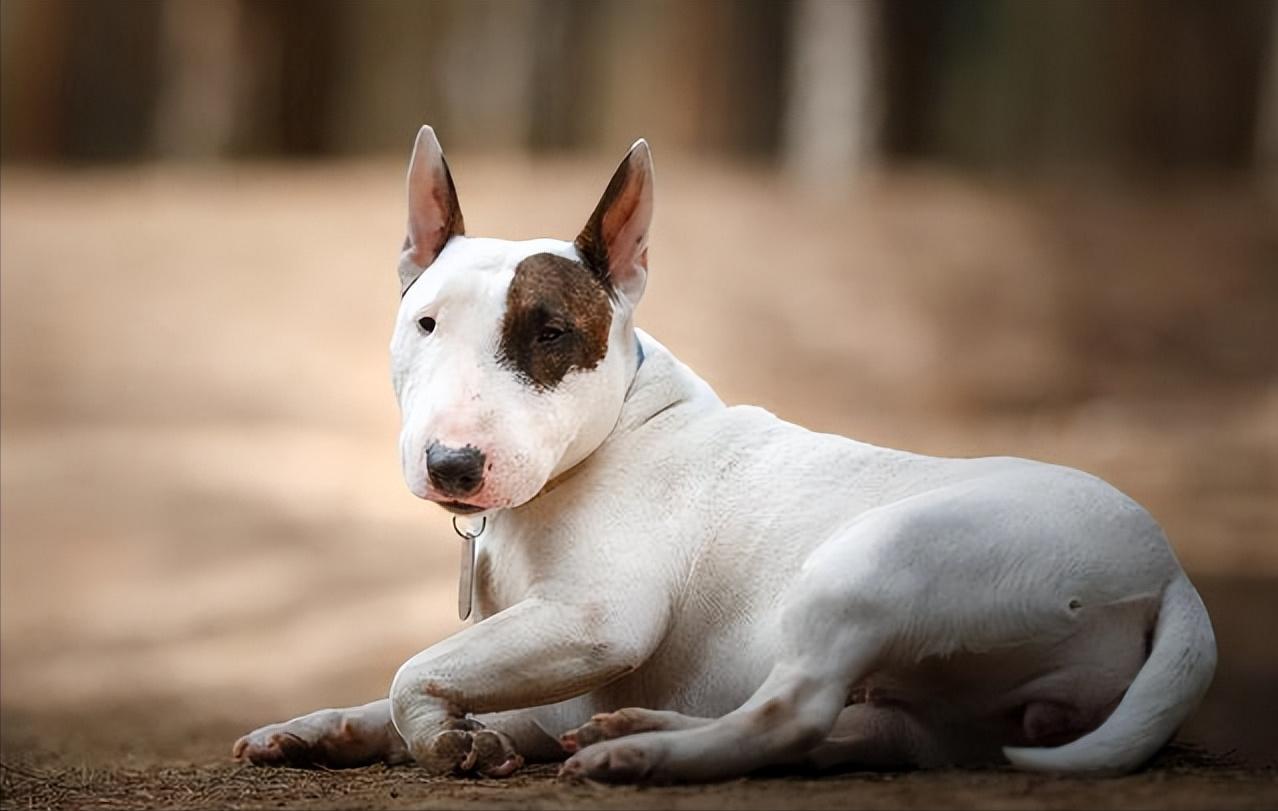 牛头梗为什么少人养,牛头梗这么丑为什么还有人养