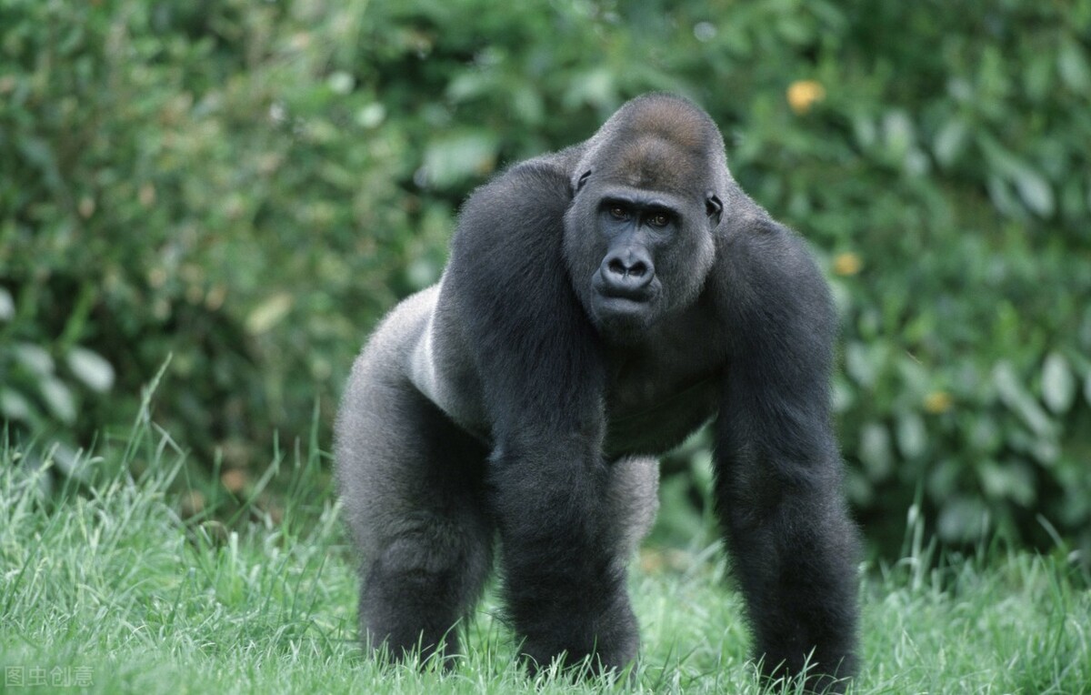 114万年前发生了啥？人类只剩头发、腋毛、阴部等处毛发有啥用？