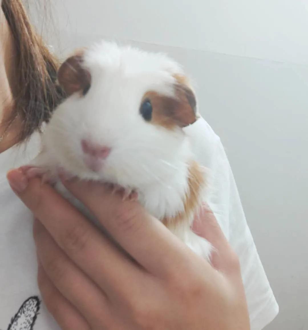 荷兰猪怀孕了之后会怎么办,荷兰猪流产暴瘦怎么办