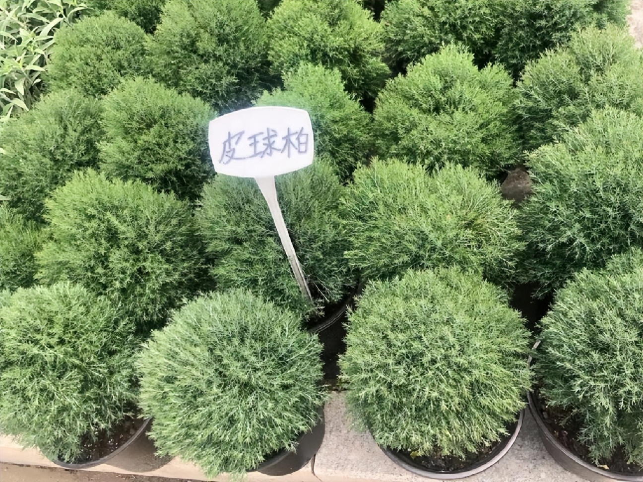 那些被我们忽略的风景,球球景观