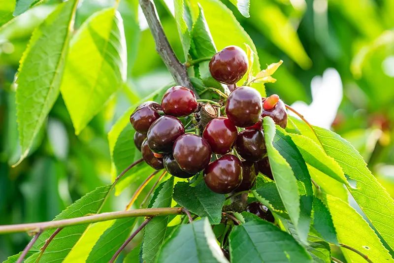 有颜值有内涵人居环境,有颜有格调有料有品质