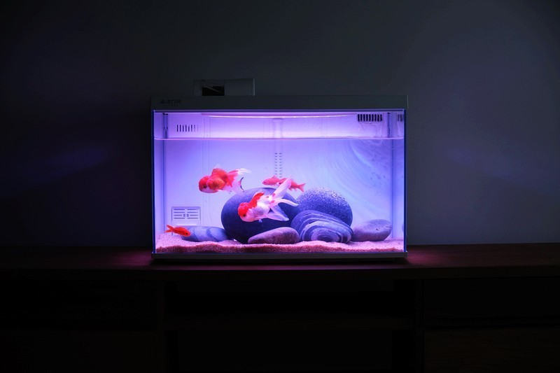 一款真·智能·慵懒化养鱼的神奇鱼缸