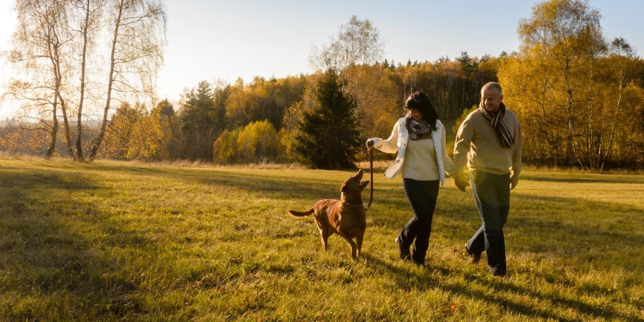 喝三七粉能治疗冠心病吗,三七粉能治愈冠心病吗