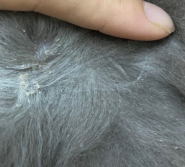 猫咪掉毛铲屎官们是怎么解决的,铲屎官有猫怎么处理