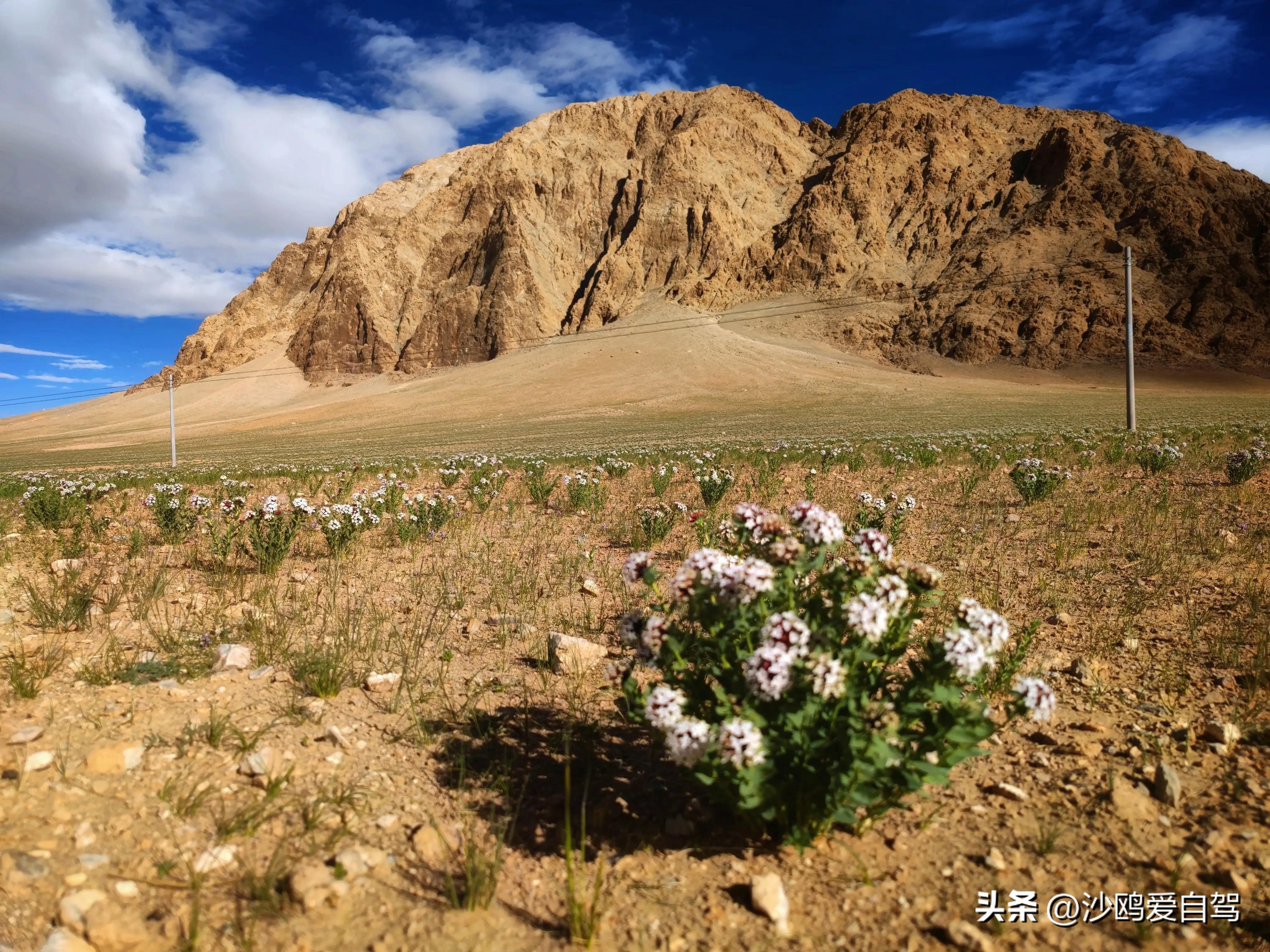 自驾四进*藏西***疆新**第12天:人在囧途:当惹雍措圣湖边陷车,轮胎鼓包
