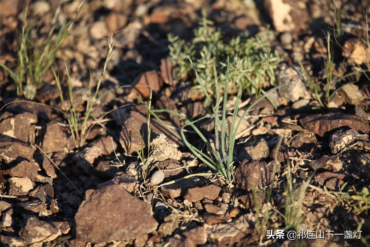 口述实录:我在河西走廊一家化工厂当工人,见证了一个时代的落幕