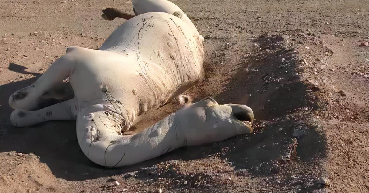 骆驼王者荣耀,骆驼是沙漠中的霸主