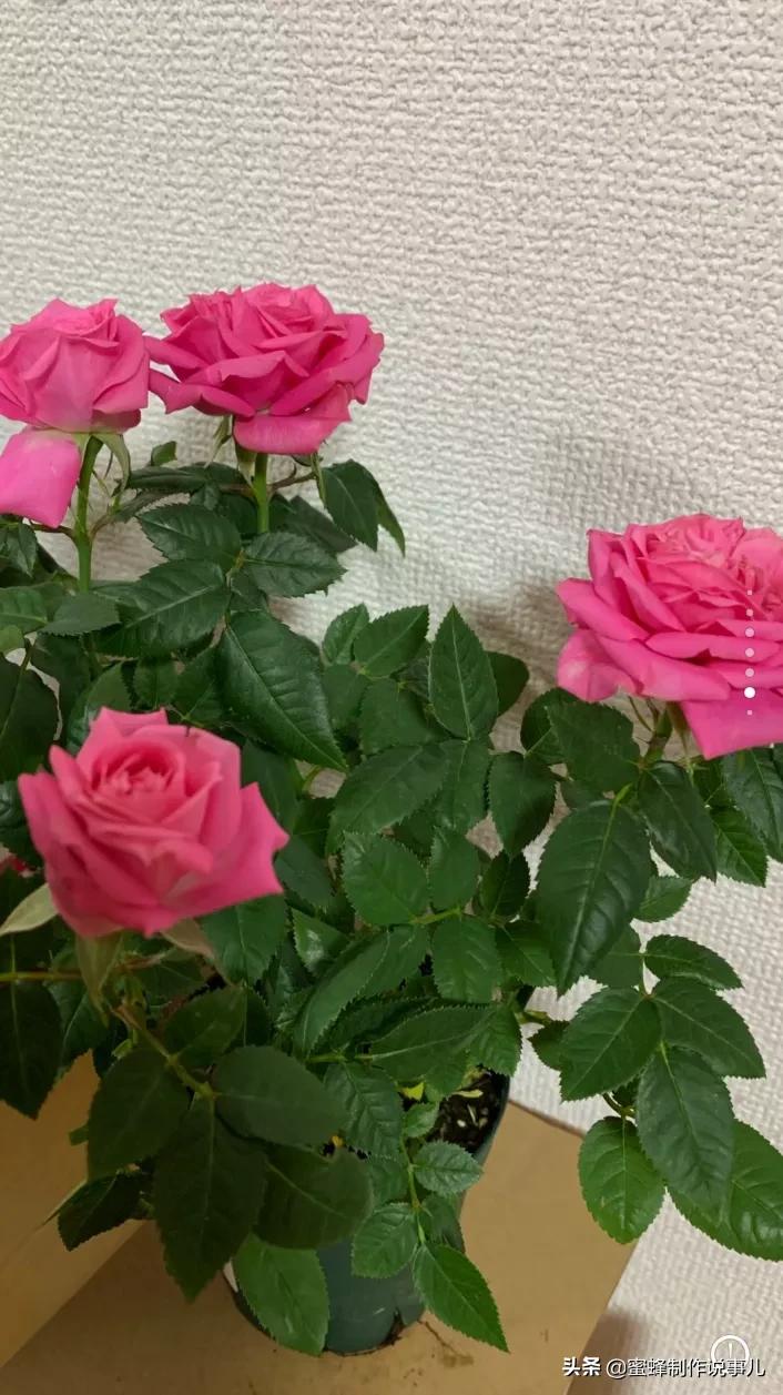 鸟语花香百花争艳让人陶醉,宁静祥和鸟语花香