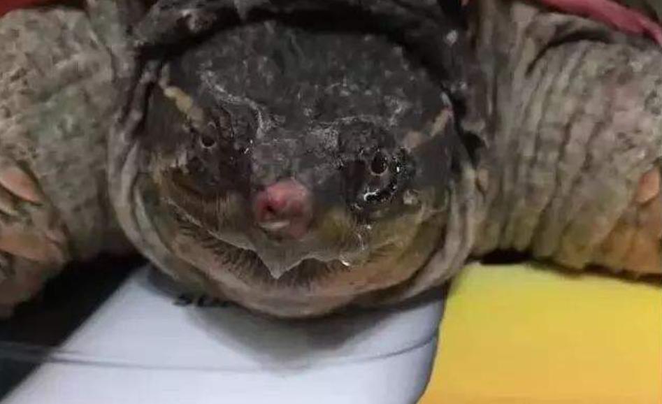 海洋动物如何适应海洋生活,海洋动物为什么能适应海水