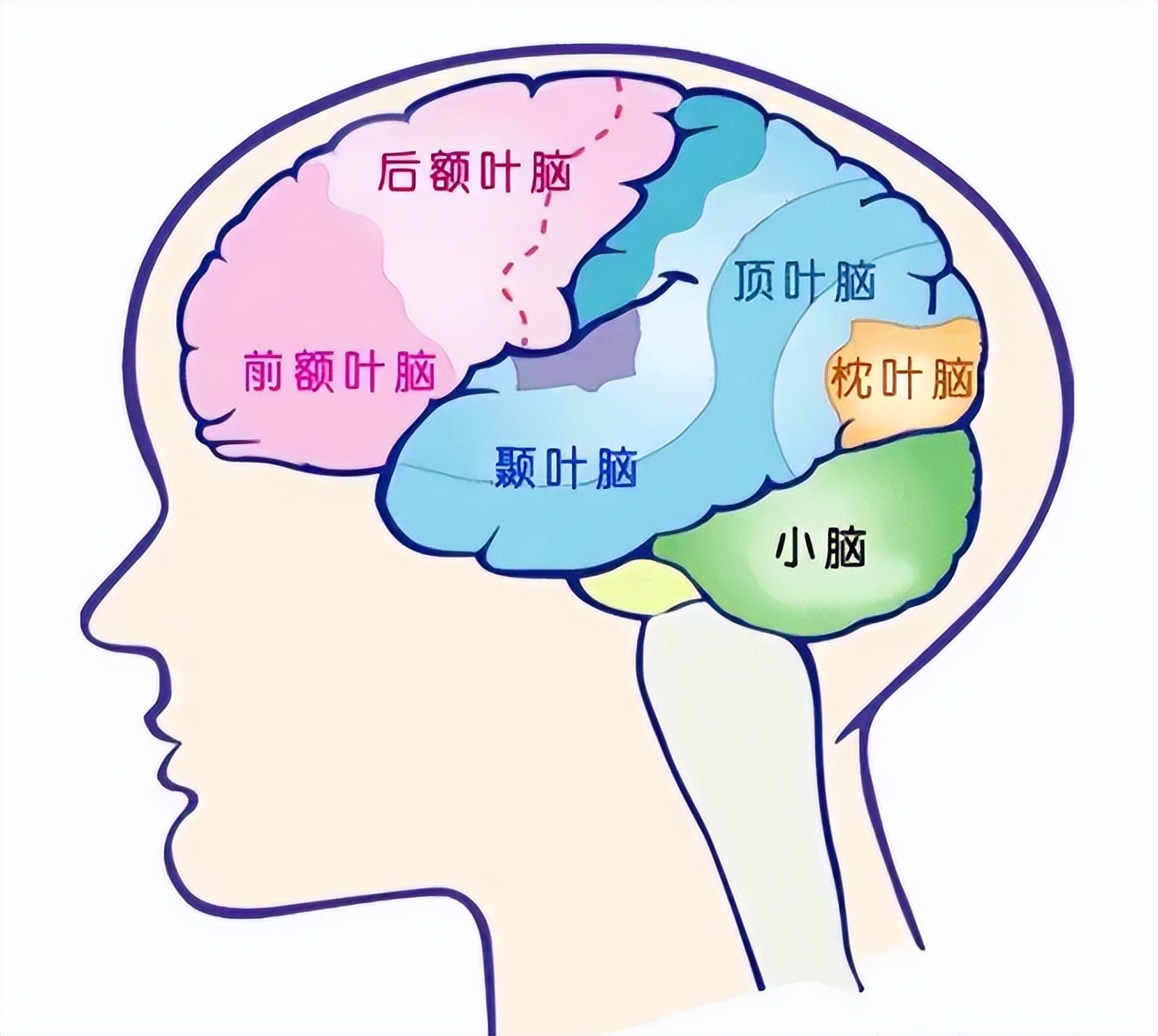 头部外伤的护理措施,头部外伤急救措施不正确