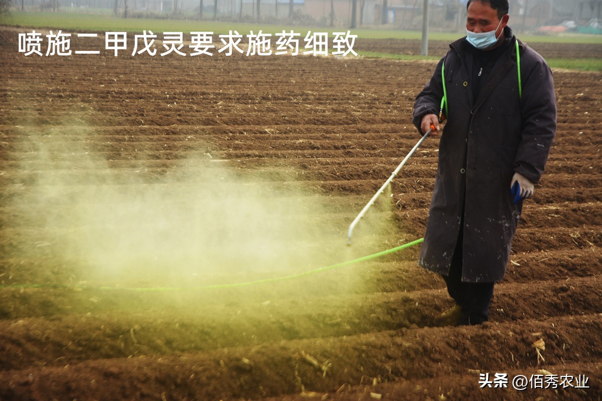 二甲戊灵是什么除草剂,二甲戊灵除草剂优缺点