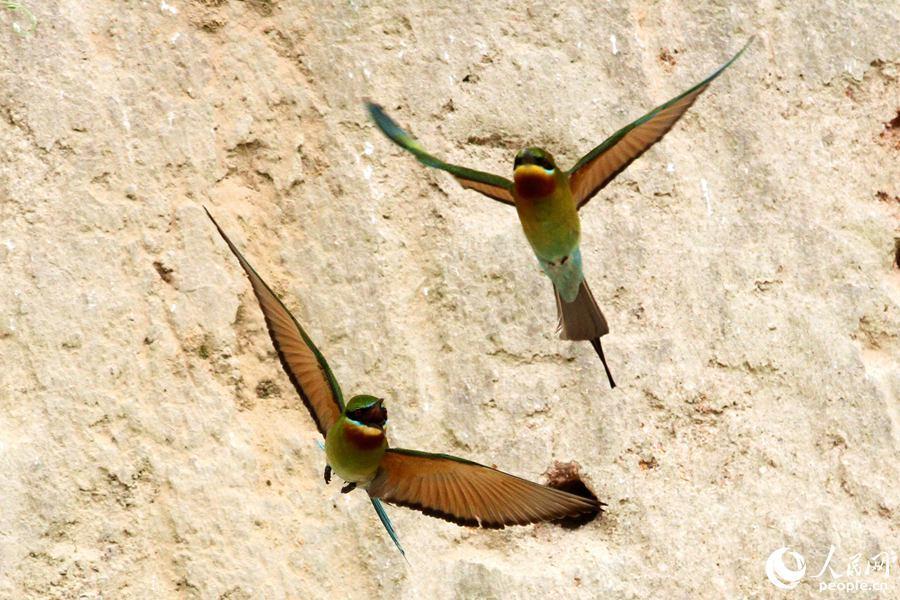 栗喉蜂虎厦门,可爱精灵小鸟