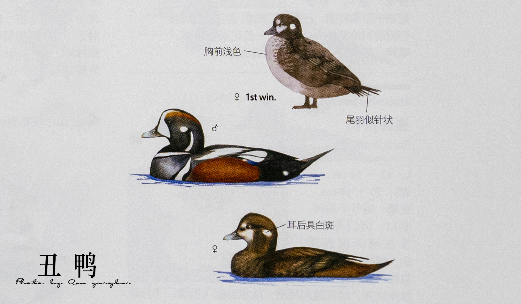 涓滄睙鎻借儨,涓滄睙鎻借儨楦熺被